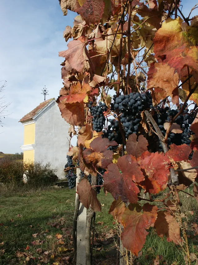 Hrozny ve vinici v Popicích